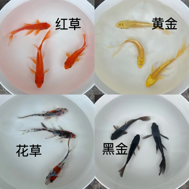 红草花草黄金黑金草金鱼锦鲤锦鲫冷水淡水鱼活鱼好养耐活观赏鱼