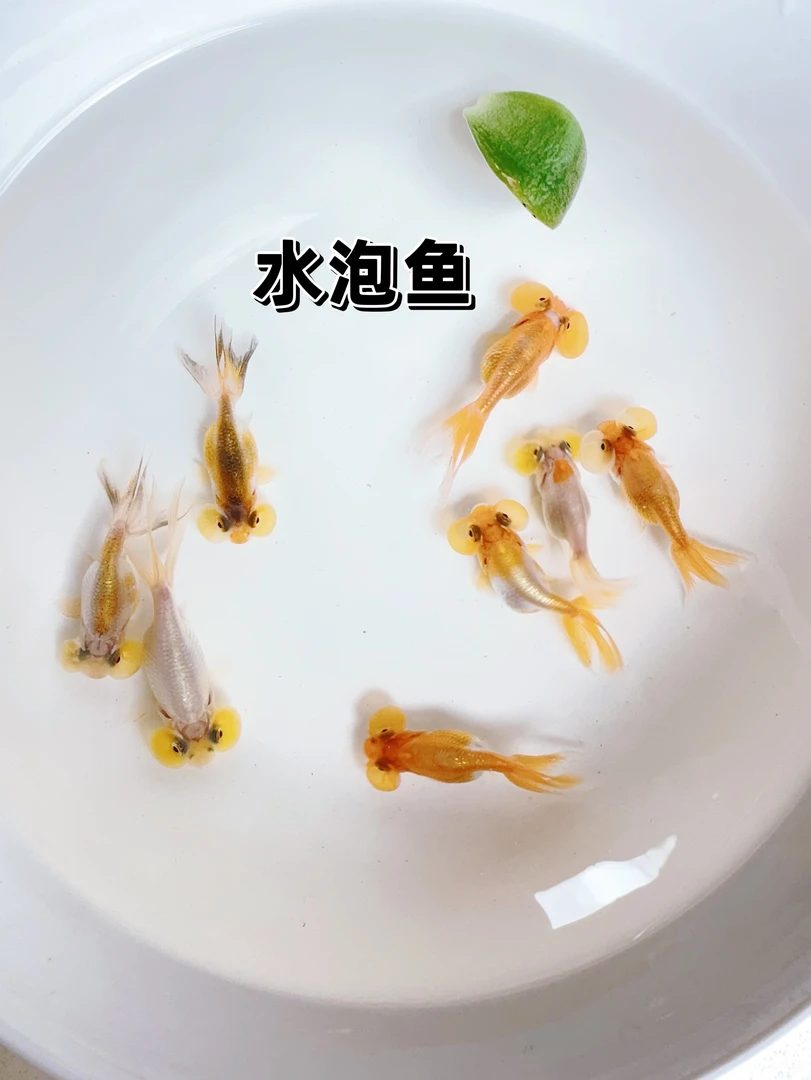 水泡眼金鱼冷水淡水观赏鱼大眼泡鱼好养耐活泡泡鱼小型鱼
