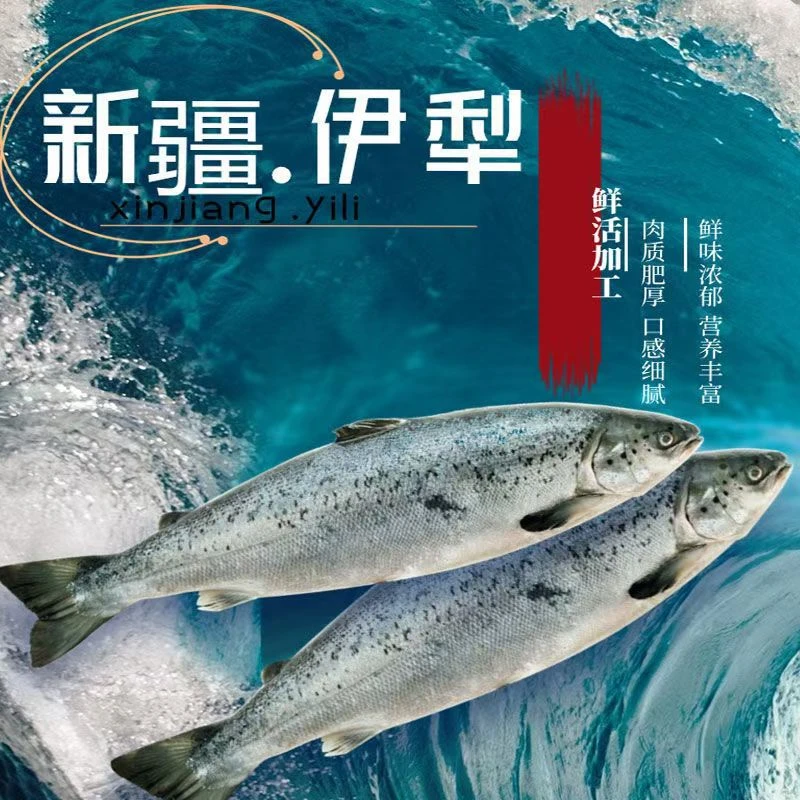 天山跃出三文鱼【整条三文鱼】新鲜即食整条刺身批发