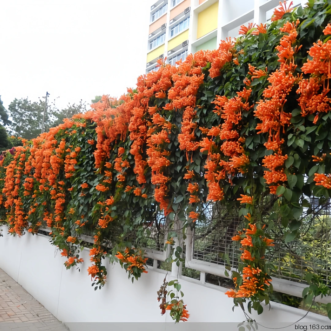 炮仗花苗爬藤植物鞭炮花四季种植阳台庭院垂吊攀援花卉藤本炮仗花