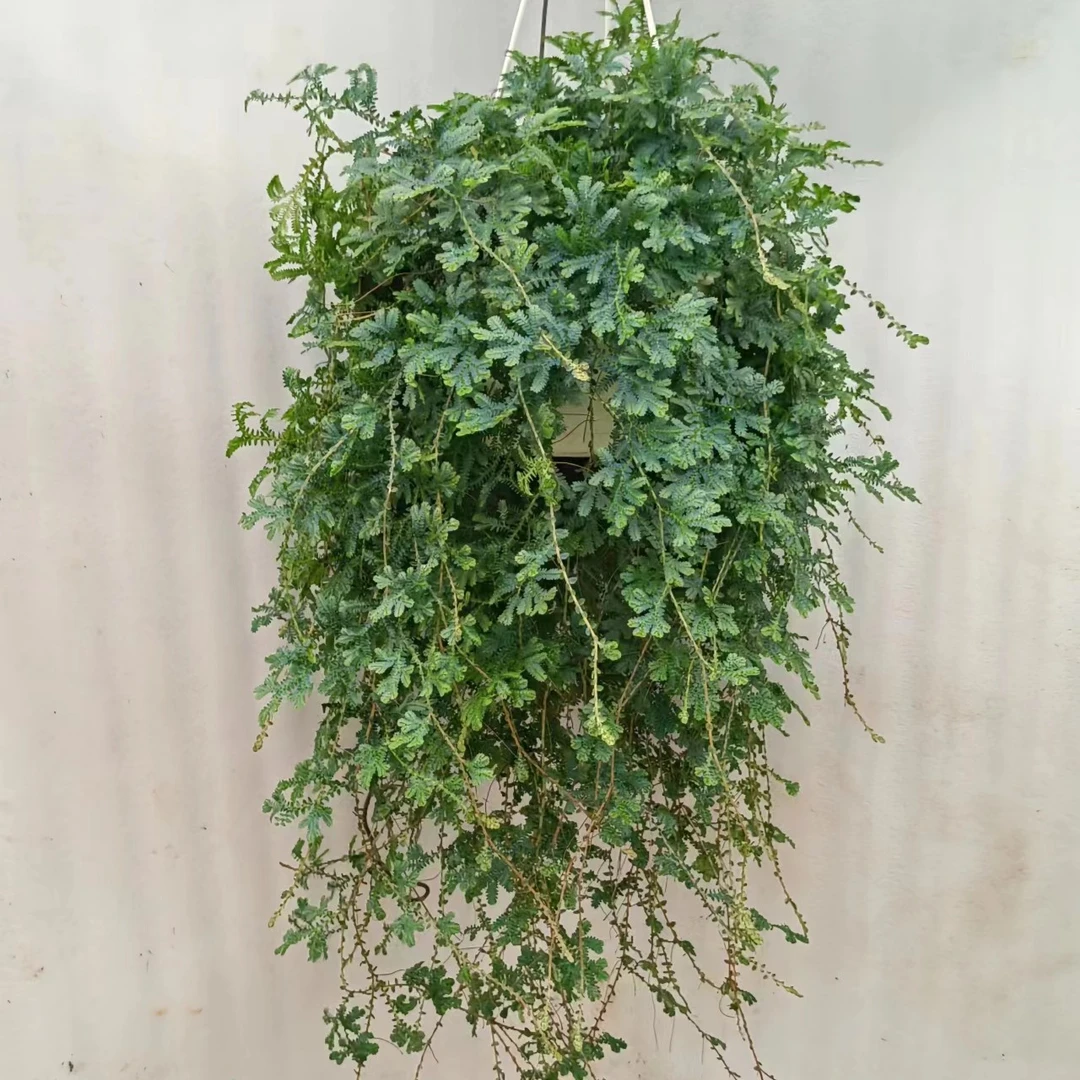 变色龙盆栽  翠云草植物  珊瑚蕨  室内客厅  阳台花园庭院植物