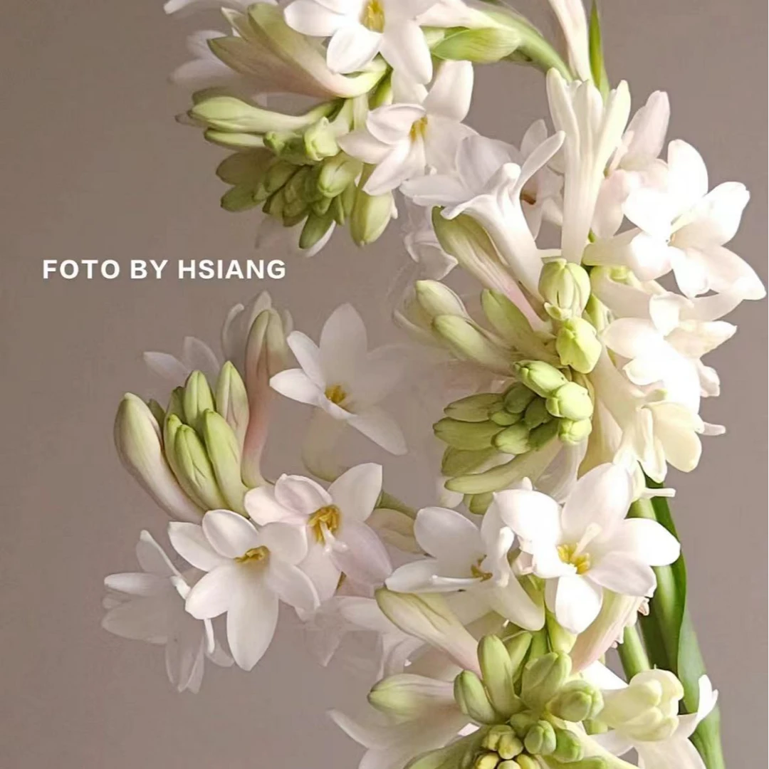 【晚香玉】晚香玉10枝（夜来香），香味绝绝子夏天必入哇（坤）