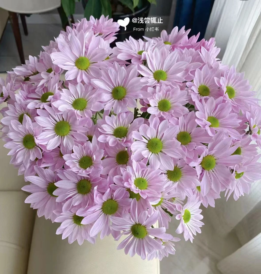 【粉色三文鱼小雏菊】粉色三文鱼小雏菊10枝花期月打底夏天必备（坤）