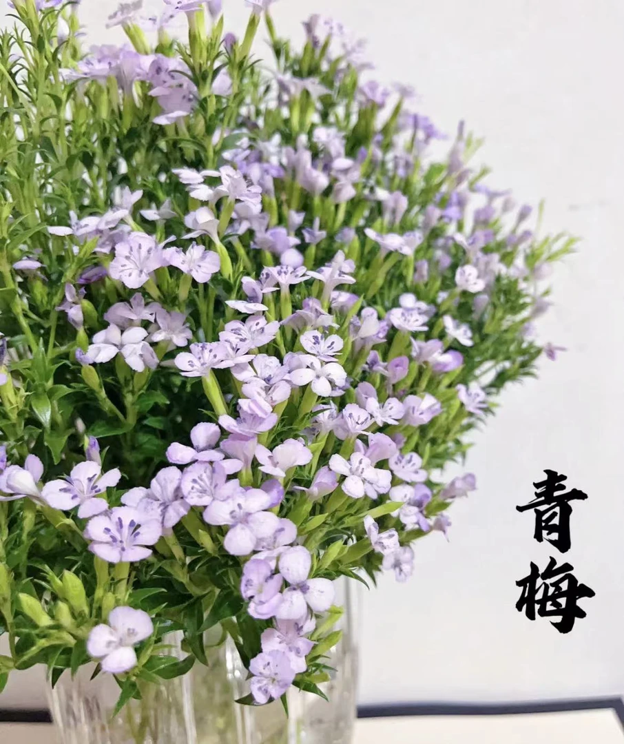 【青梅】紫色青梅1把，配花耐养花期长（坤）