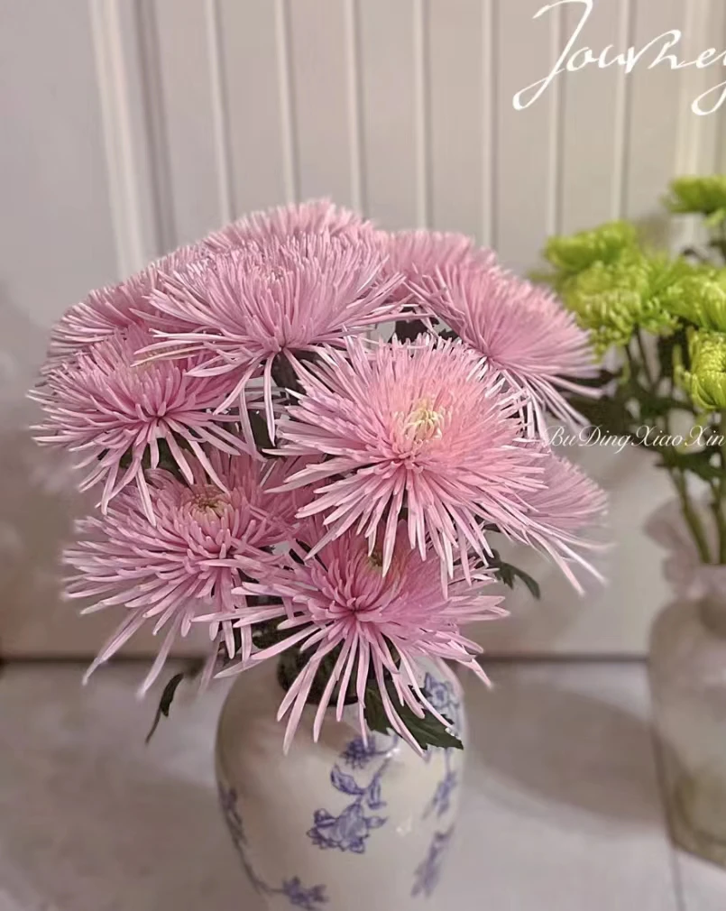 【奥利粉烟花菊】奥利粉烟花菊10枝，花期长颜值高开出来超美（坤）