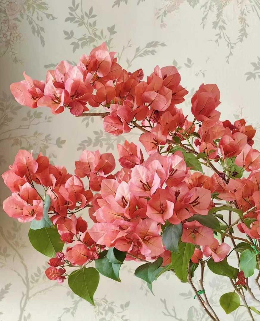 等你【23.8三角梅】1加仑盆室内室外种植好养爬藤盆栽花卉--单盆