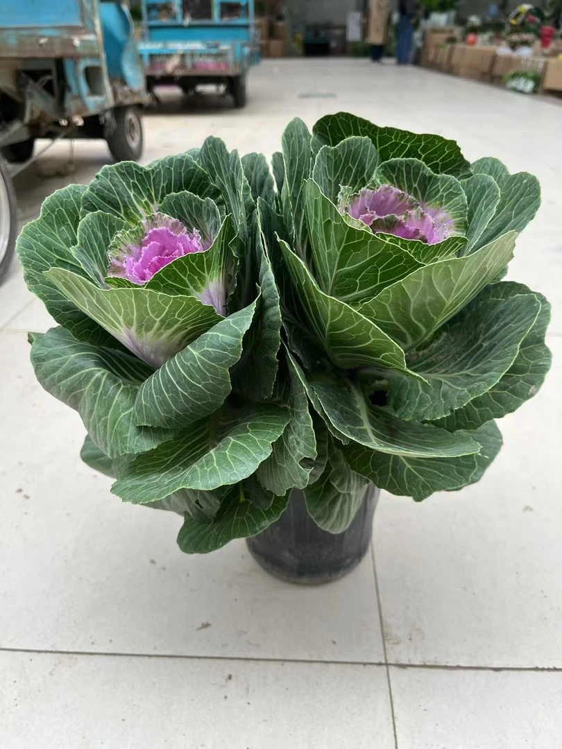 橄榄盆栽绿植.....