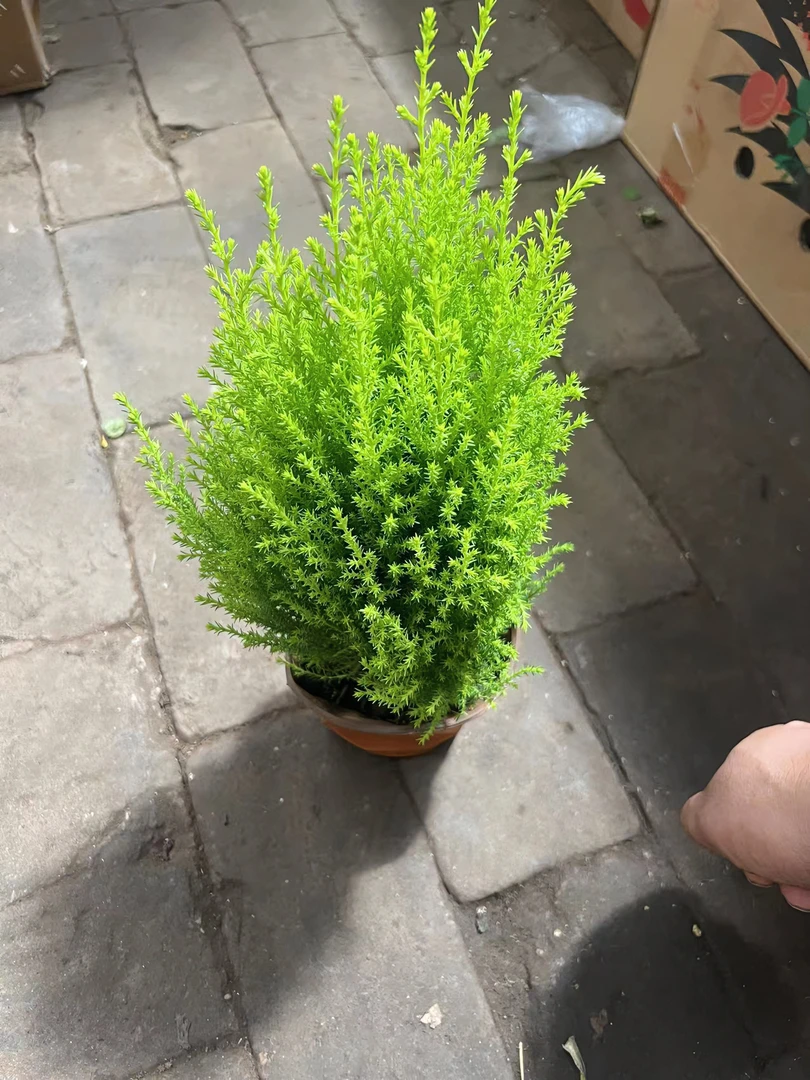 香松盆栽植物室内桌面(送肥料)