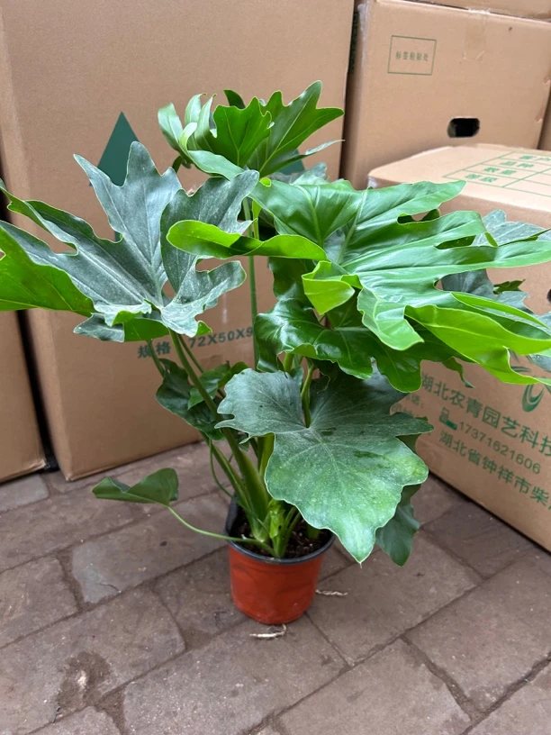 150春雨盆栽绿植   刘