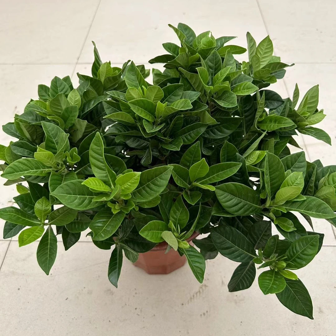 栀子花盆栽绿植！