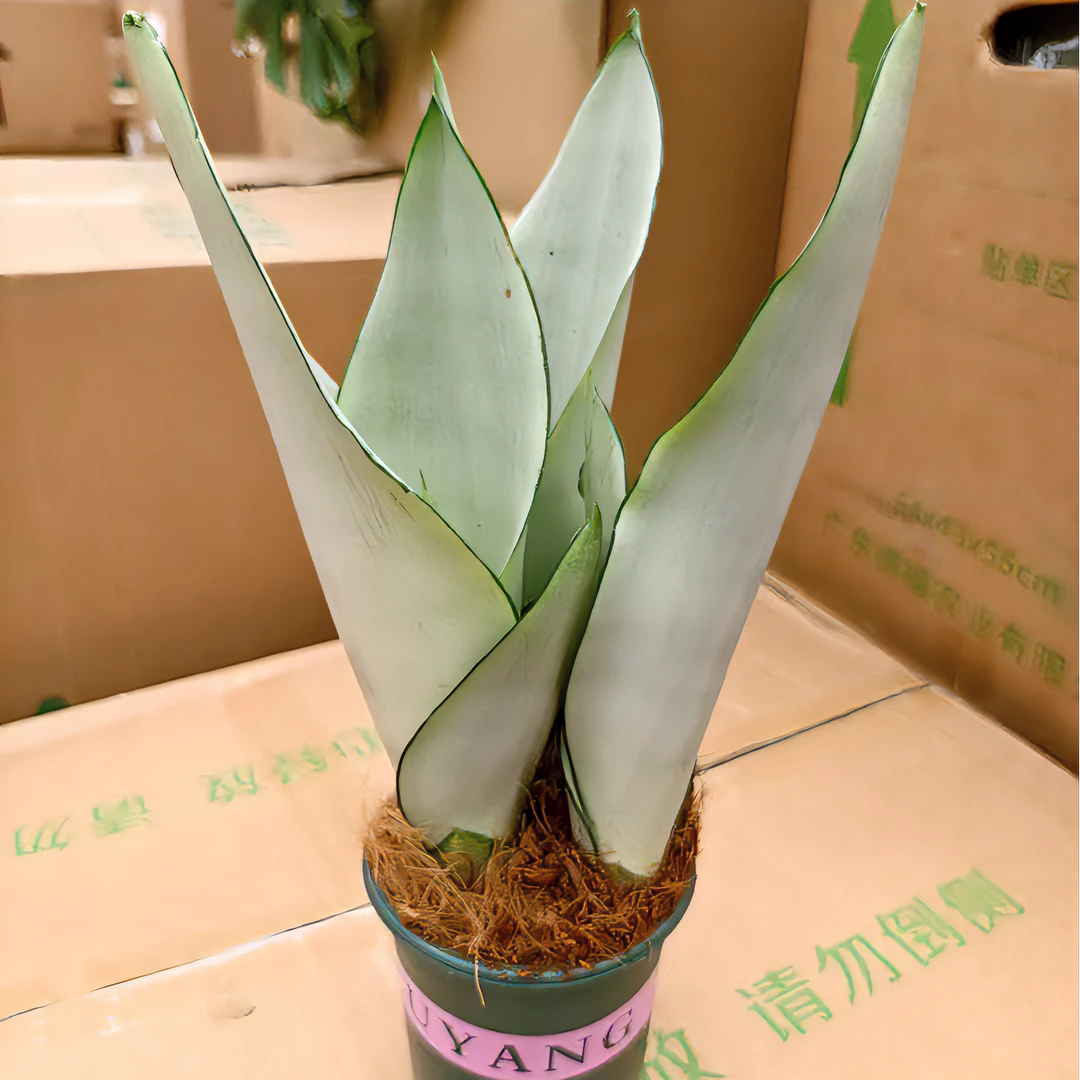 加仑盆白玉虎皮兰  延