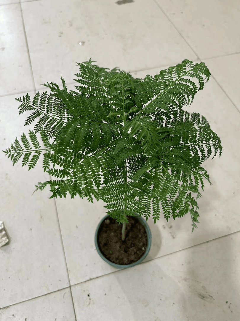 蓝花楹绿植室内盆栽