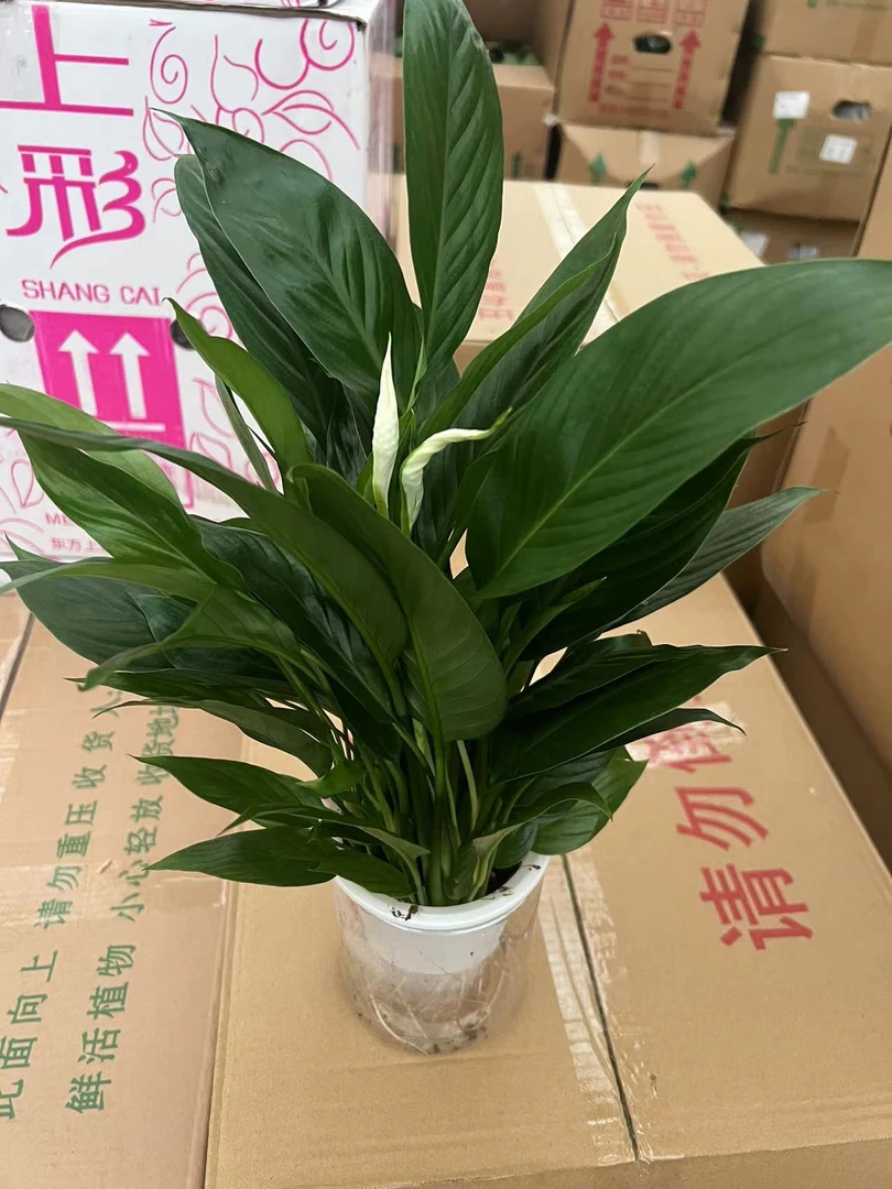 纯水培白掌拍一发二