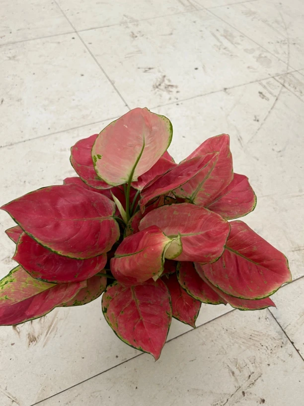 150吉利红盆栽绿植