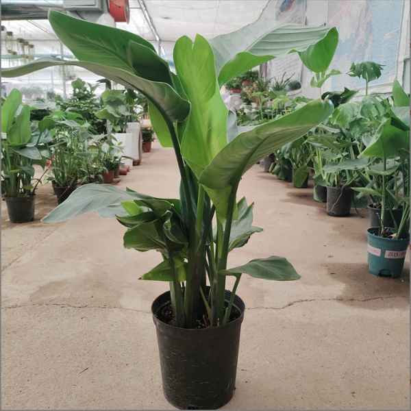 大盆加伦盆天堂鸟盆栽