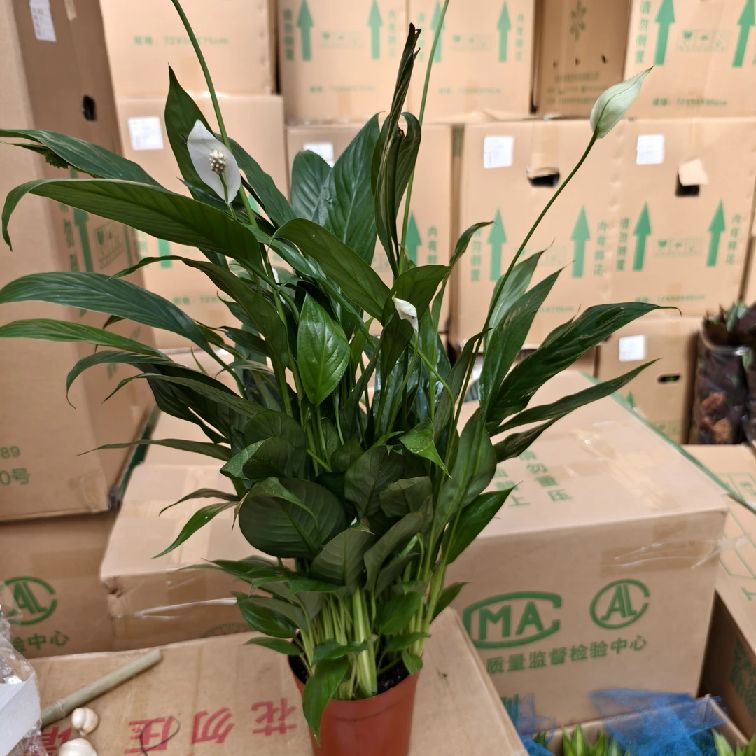 大盆满天星白掌盆栽绿植