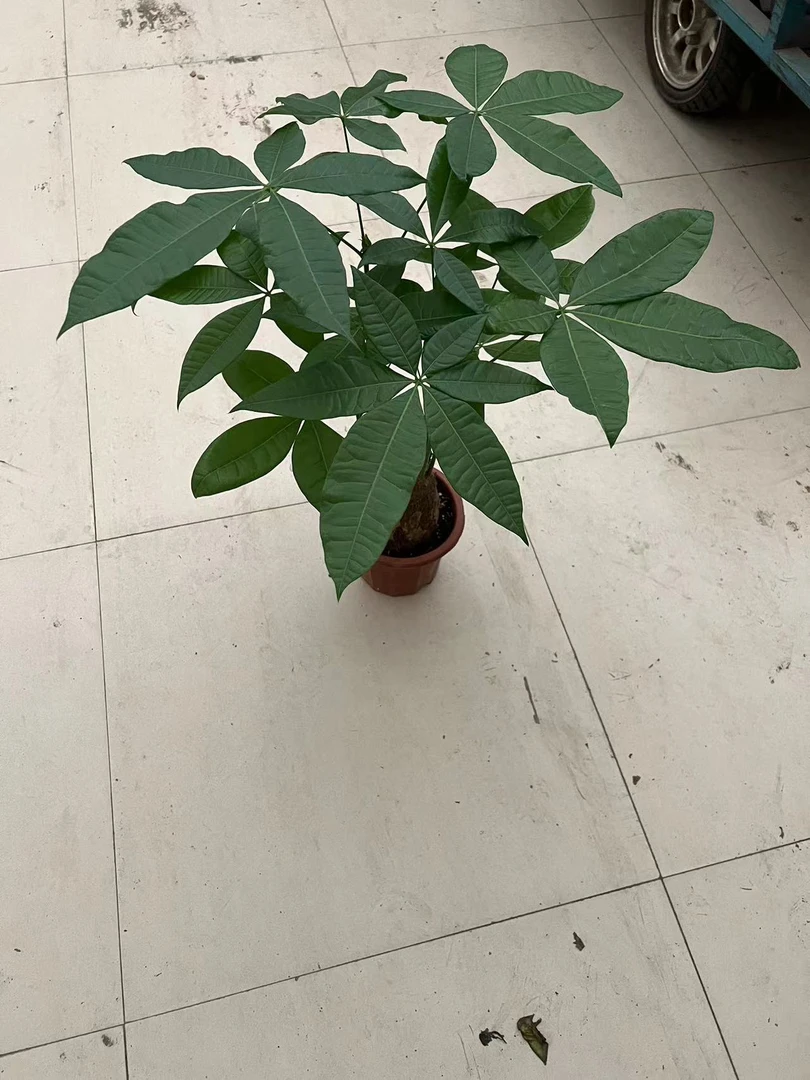 230发财树树盆栽