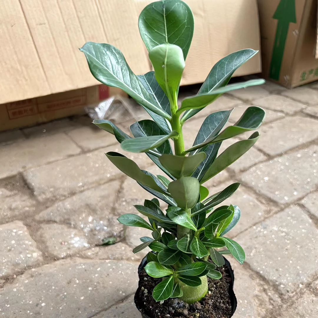 沙漠玫瑰原生盆栽