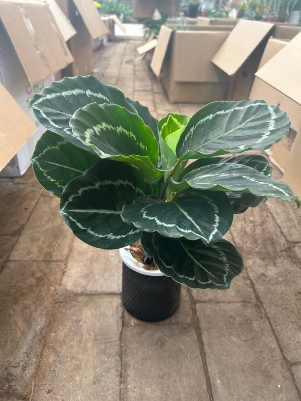 鱼网盆纯水培绿美丽盆栽