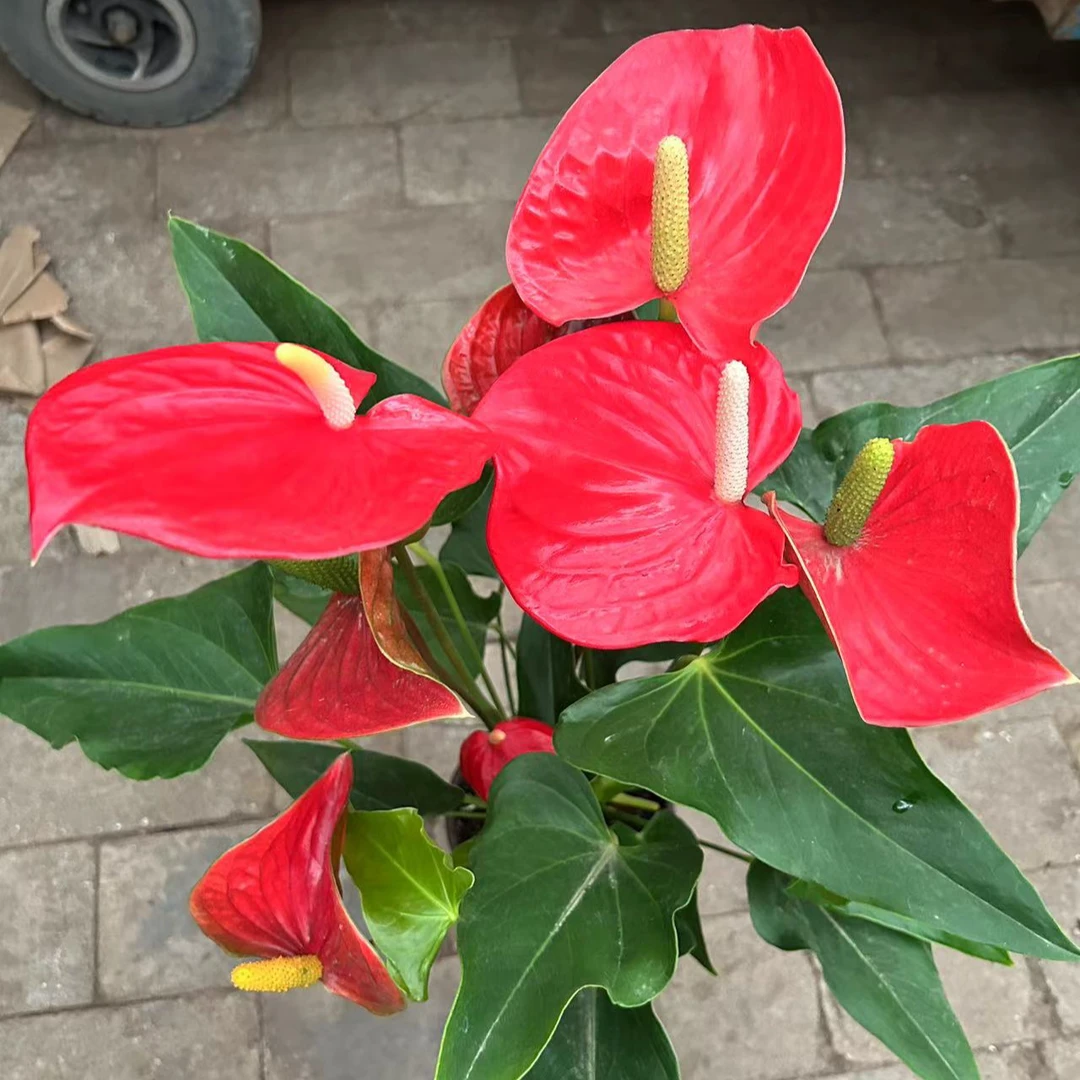 精品红云红掌绿植盆栽1