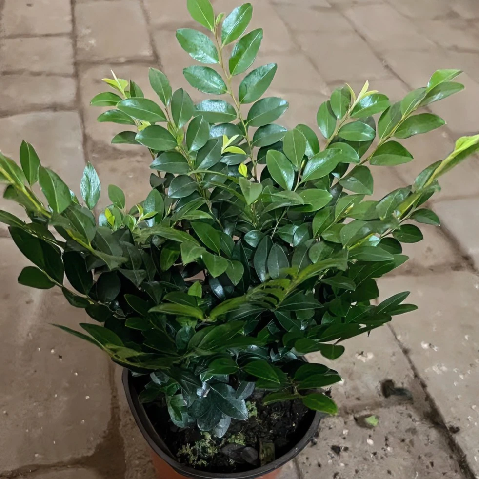 紫檀植物盆栽土养1