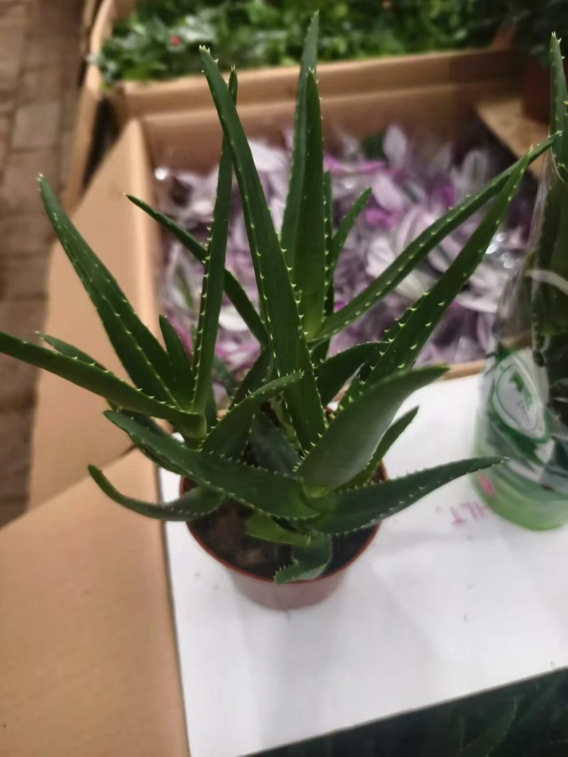 芦荟盆栽拍一发二