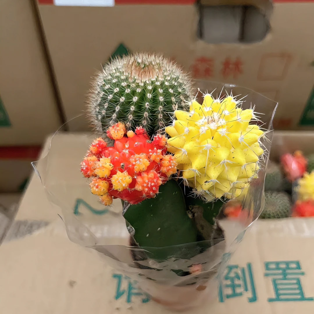 小三宝多肉盆栽花卉