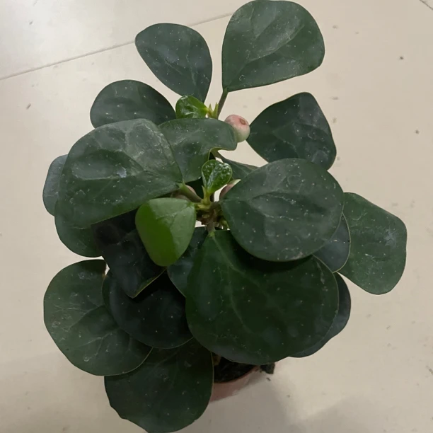小潘菩提精品盆栽1