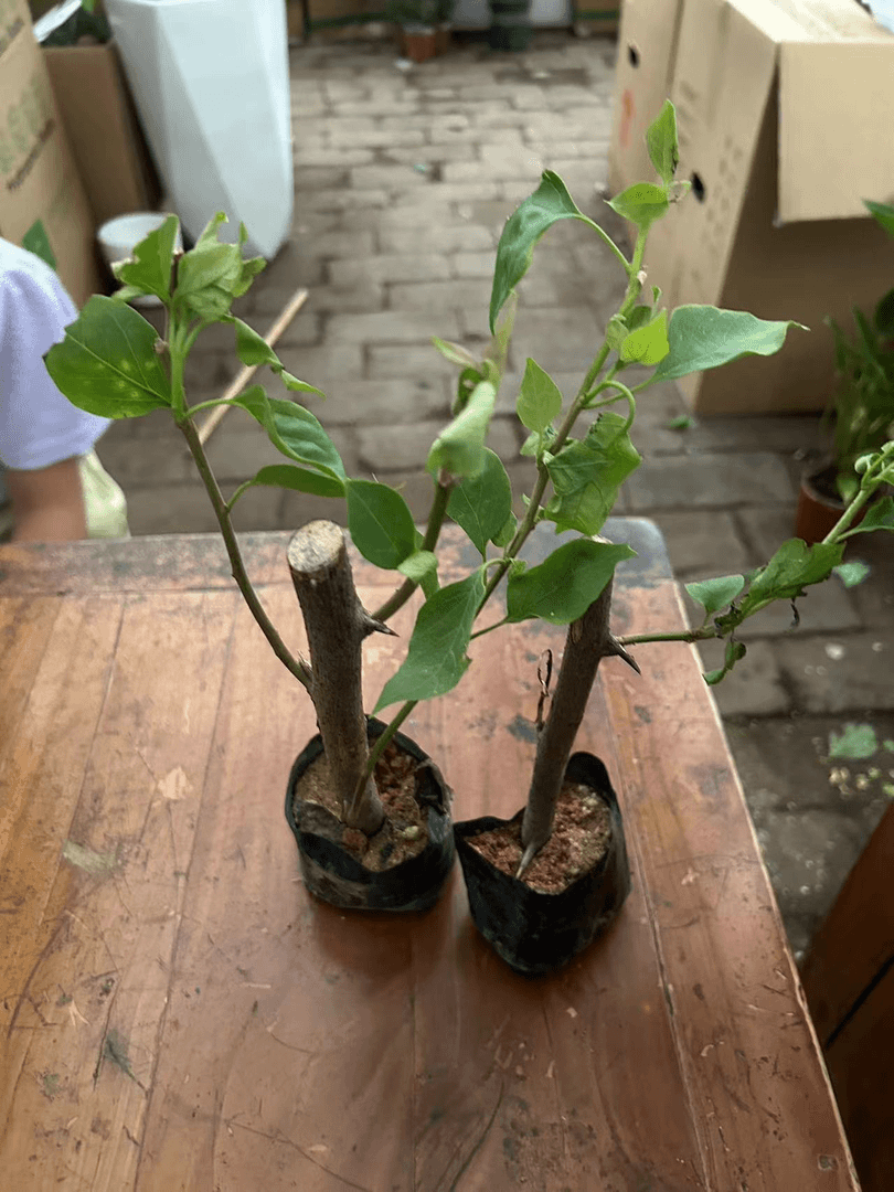 三角梅拍一发二盆栽