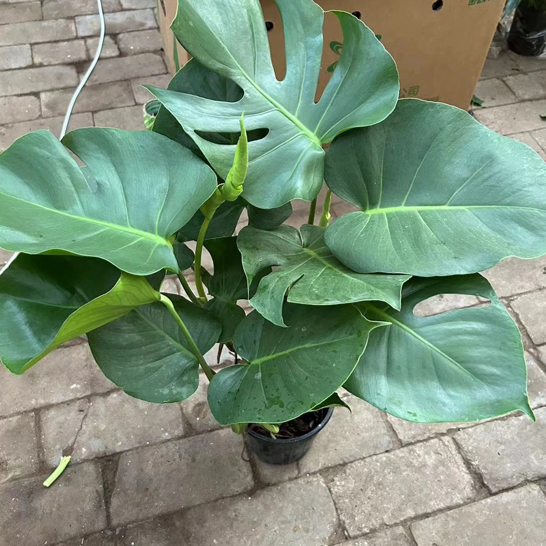 精品龟背竹室内盆栽