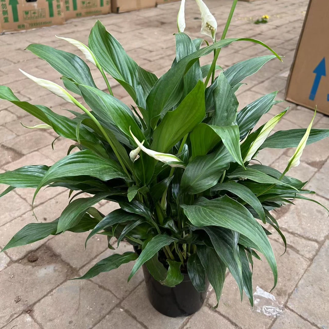 180阿曼达绿植盆栽  鲜活