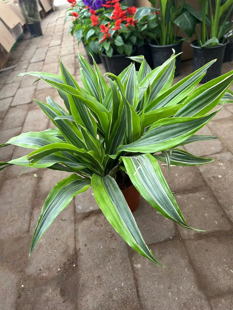 巴西铁盆栽绿植，