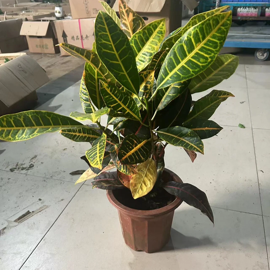变叶木观叶绿植盆栽