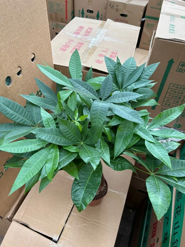 特级辫子发财树A