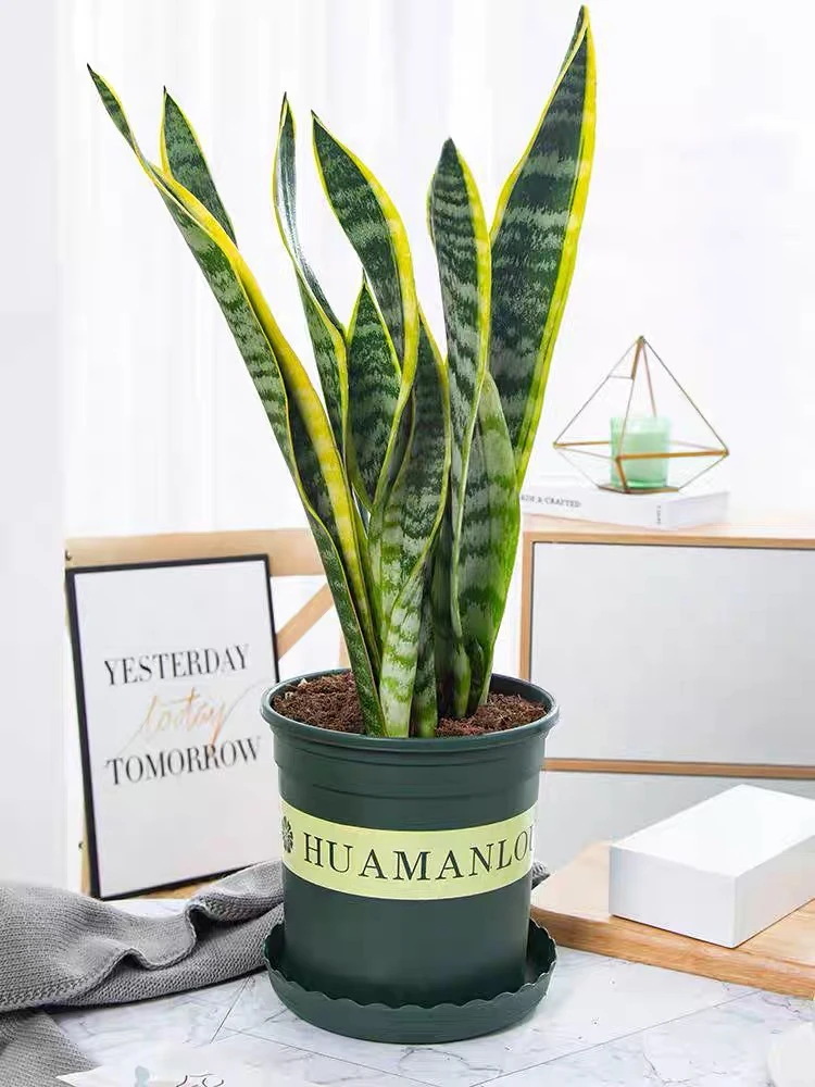 虎皮兰盆栽轻微折尖介意勿拍