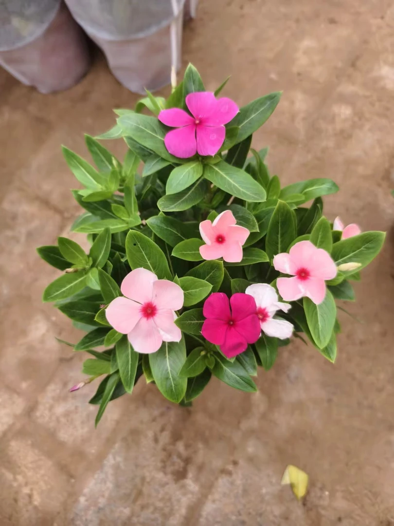 多色天天开绿植盆栽