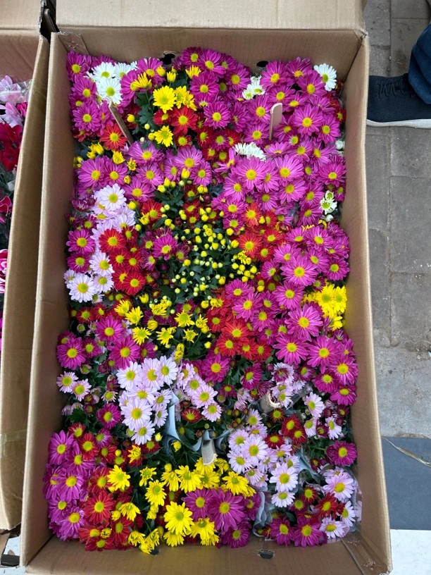 菊花多色达芬奇盆栽