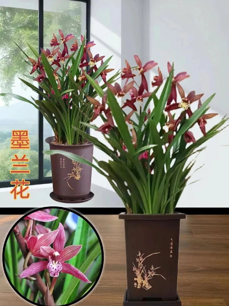 带盆带托墨兰盆栽