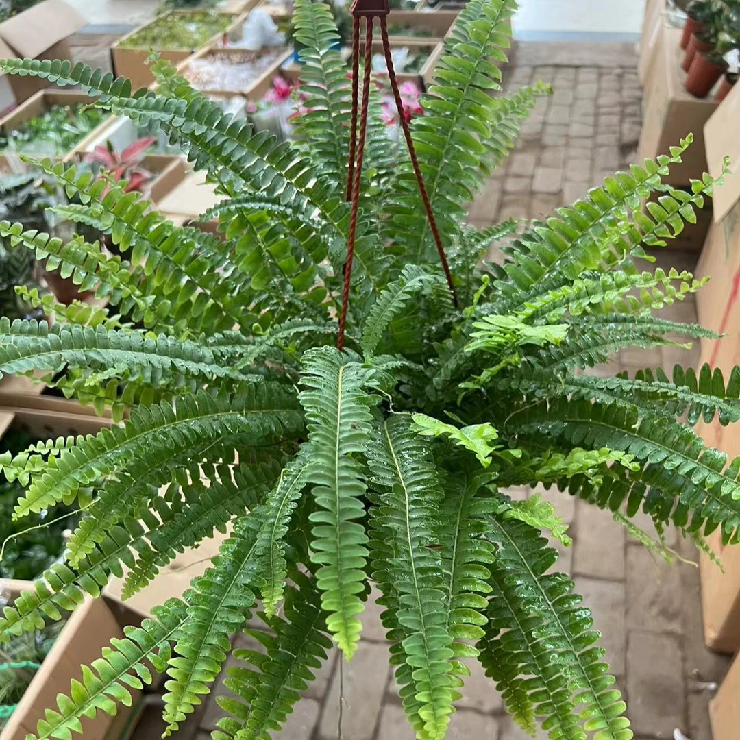 波斯蕨马来蕨吊兰绿植盆栽，，延