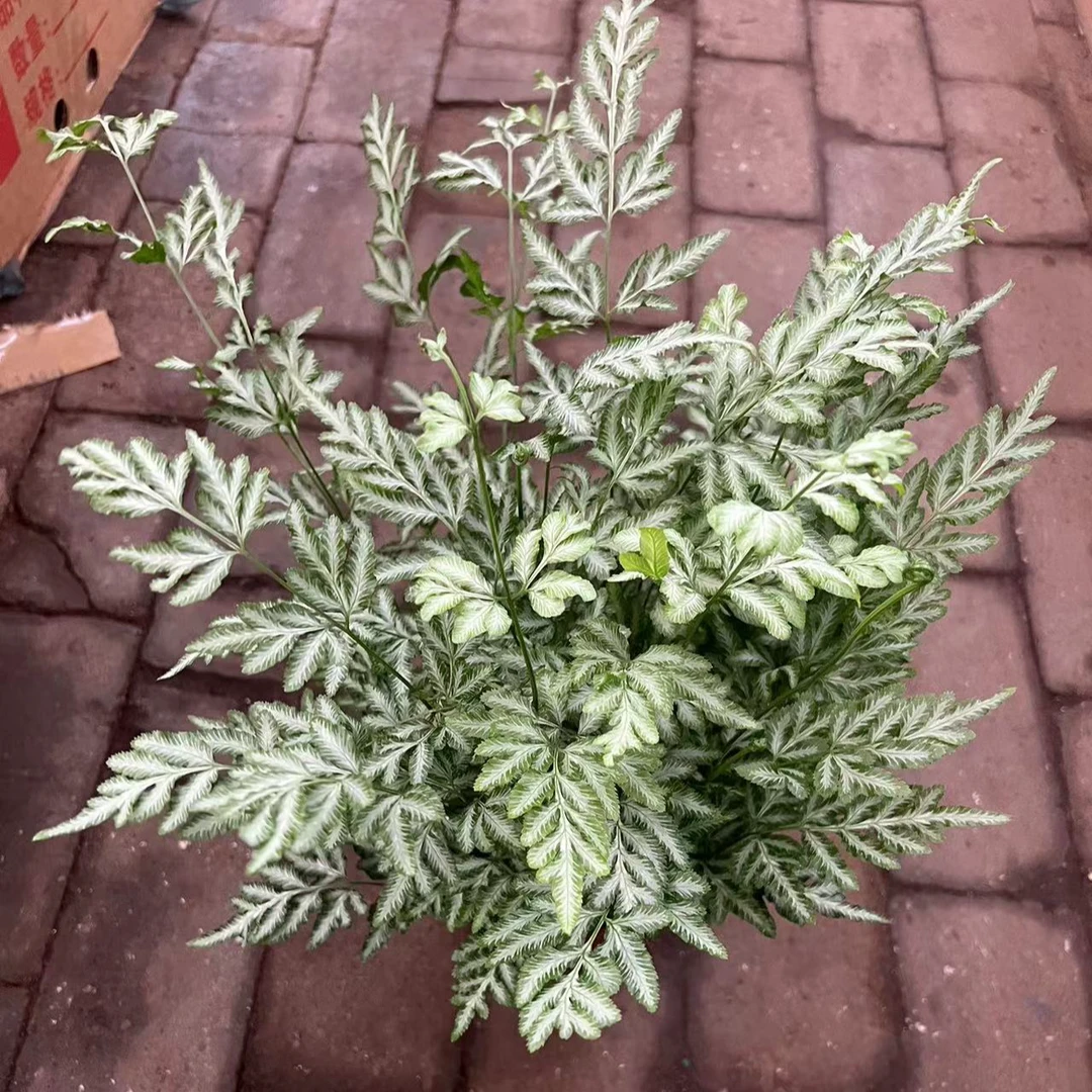 银线蕨绿植盆栽1