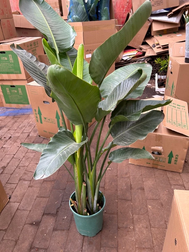 特特大盆天堂鸟盆栽绿植