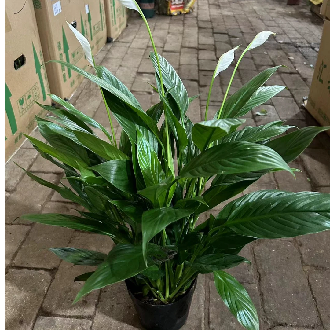 160白掌绿植盆栽