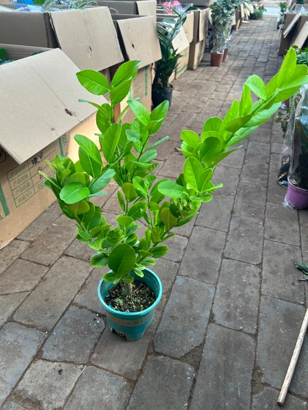 大盆益母子盆栽绿植