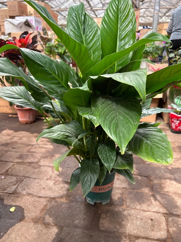 精品加伦盆大阿曼达白掌盆栽（高60公分）