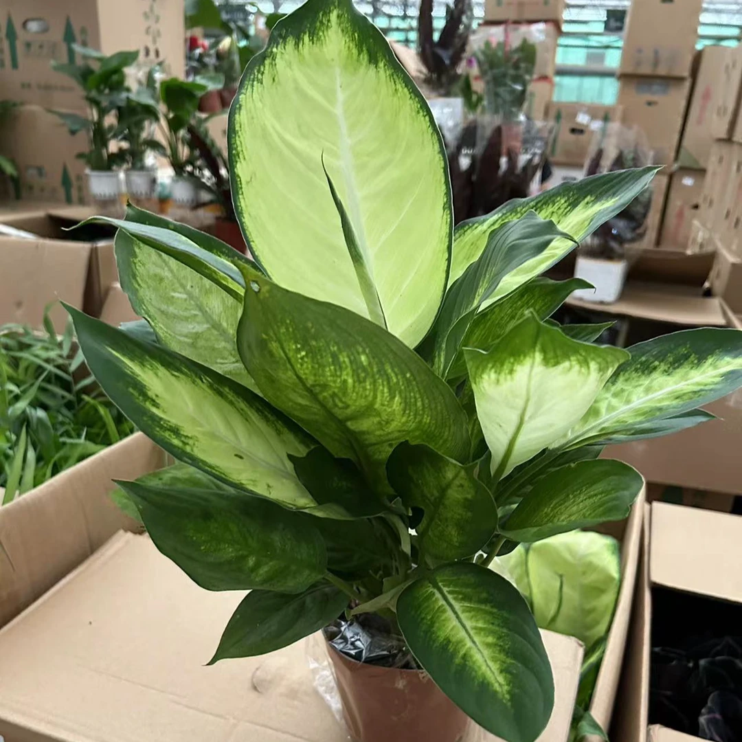 精品大盆玛丽安盆栽