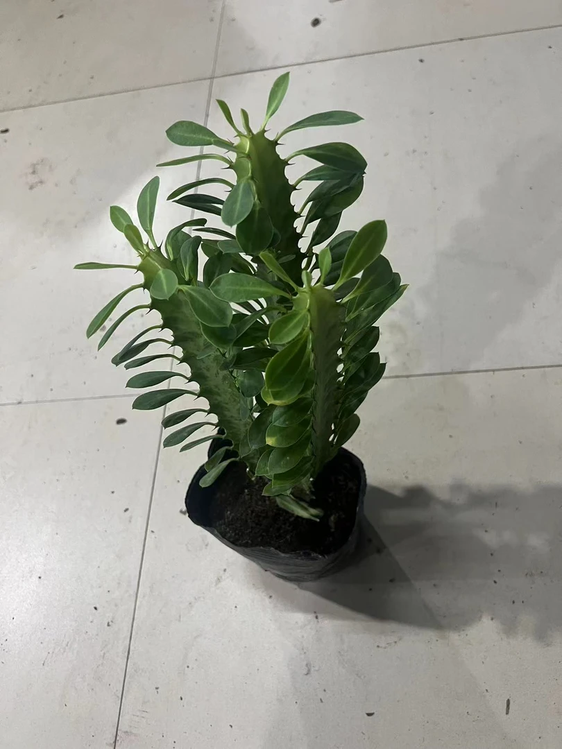 龙骨盆栽绿植易养