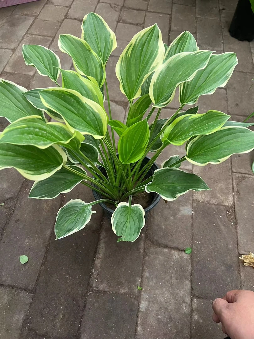 金边玉簪绿植盆栽