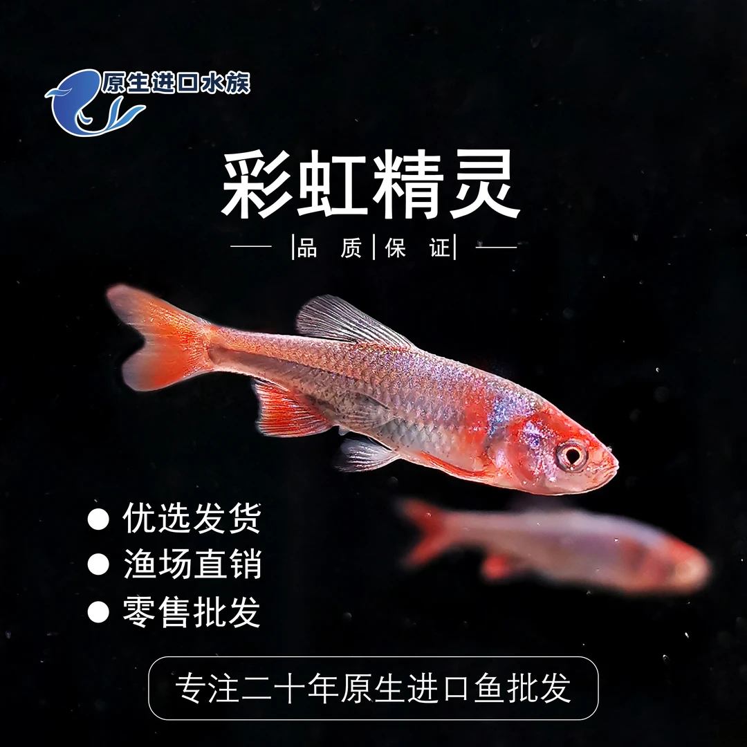 彩虹精灵鱼 卢伦真 原生鱼冷水鱼耐寒无需加热淡水发色观赏鱼