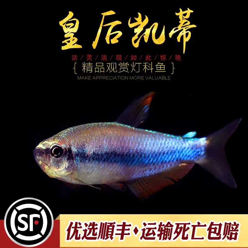 皇后凯莉灯鱼超级蓝凯蒂南美小型鱼热带观赏鱼电光凯蒂凯丽灯活体