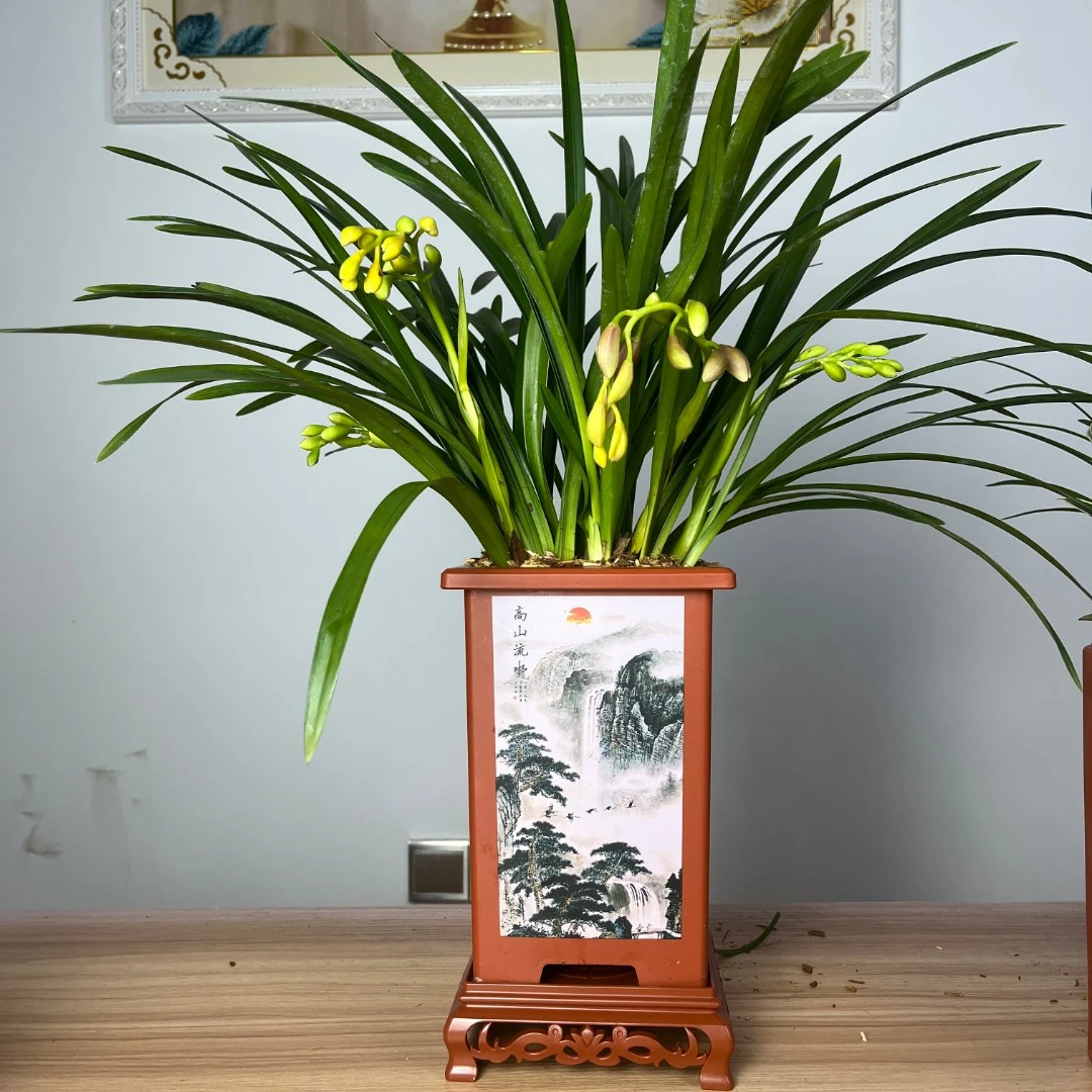 蕙兰兰花浪漫樱花阳台室内书房办公室好养活盆栽